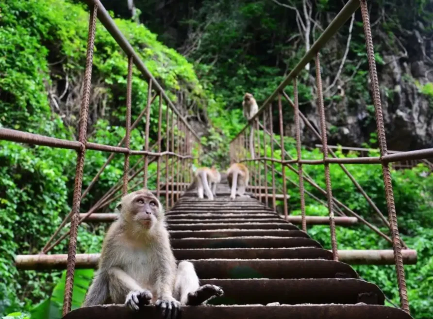 A Nature Enthusiast’s Guide to Phuket’s National Parks