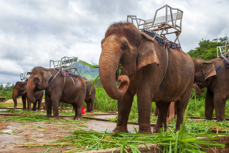 Exploring Phuket’s Unique Wildlife Sanctuaries