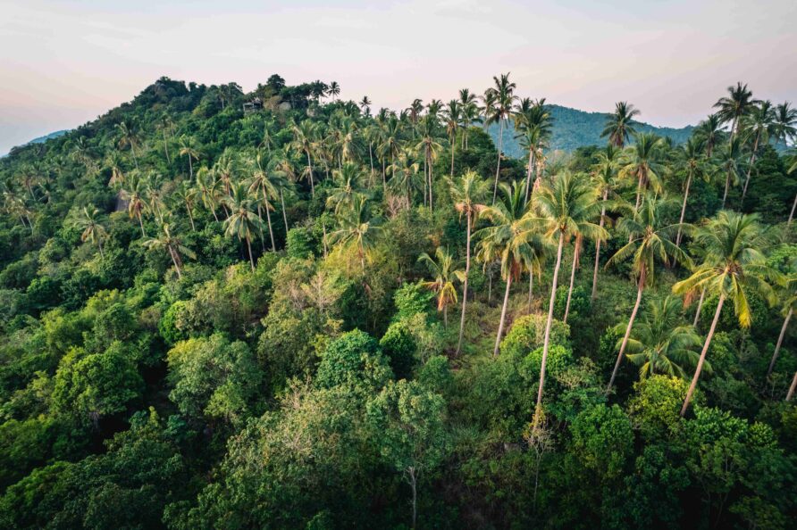 5 Hidden Gems: Serene Nature Walks in Phuket’s Backyard